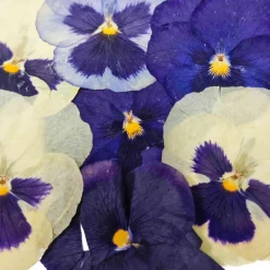 Sale Edible Dried & Pressed Giant Pansies, 8 pieces Ingredients Brands|Baking Ingredients