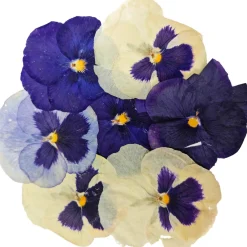 Sale Edible Dried & Pressed Giant Pansies, 8 pieces Ingredients Brands|Baking Ingredients