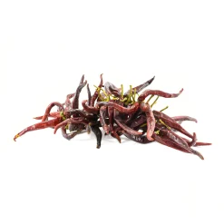 Guindilla Pepper Ristra - String of 50 Ingredients Brands|Spanish Ingredients