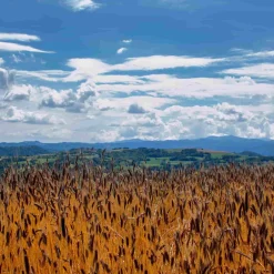 Sale Organic Enkir (Einkorn) Spelt Grain, 1kg Ingredients Brands|Italian Ingredients