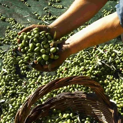 Puglian Extra Virgin Olive Oil in Green Splatter Ceramic Bottle, 500ml Italian Ingredients|Oil, Vinegar & Dressings