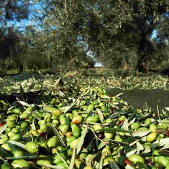 Sale Puglian Extra Virgin Olive Oil in Red Splatter Ceramic Bottle, 500ml Ingredients Brands|Italian Ingredients