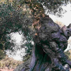 New Puglian Extra Virgin Olive Oil in Yellow Splatter Ceramic Bottle, 500ml Ingredients Brands|Italian Ingredients