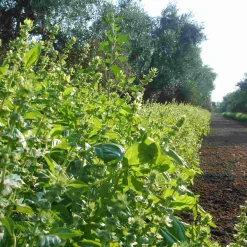 Puglian Olive Oil with Basil in Terracotta Bottle, 250ml Ingredients Brands|Italian Ingredients