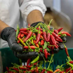 Best Puglian Olive Oil with Chilli in Terracotta Bottle, 250ml Ingredients Brands|Italian Ingredients