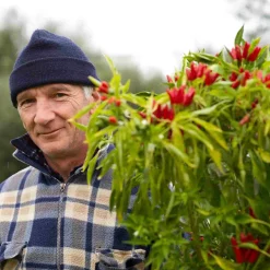 Best Puglian Olive Oil with Chilli in Terracotta Bottle, 250ml Ingredients Brands|Italian Ingredients