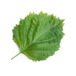 Discount Asian Lingot Insert, Organic Green Shiso Tableware Brands|Japanese Ingredients