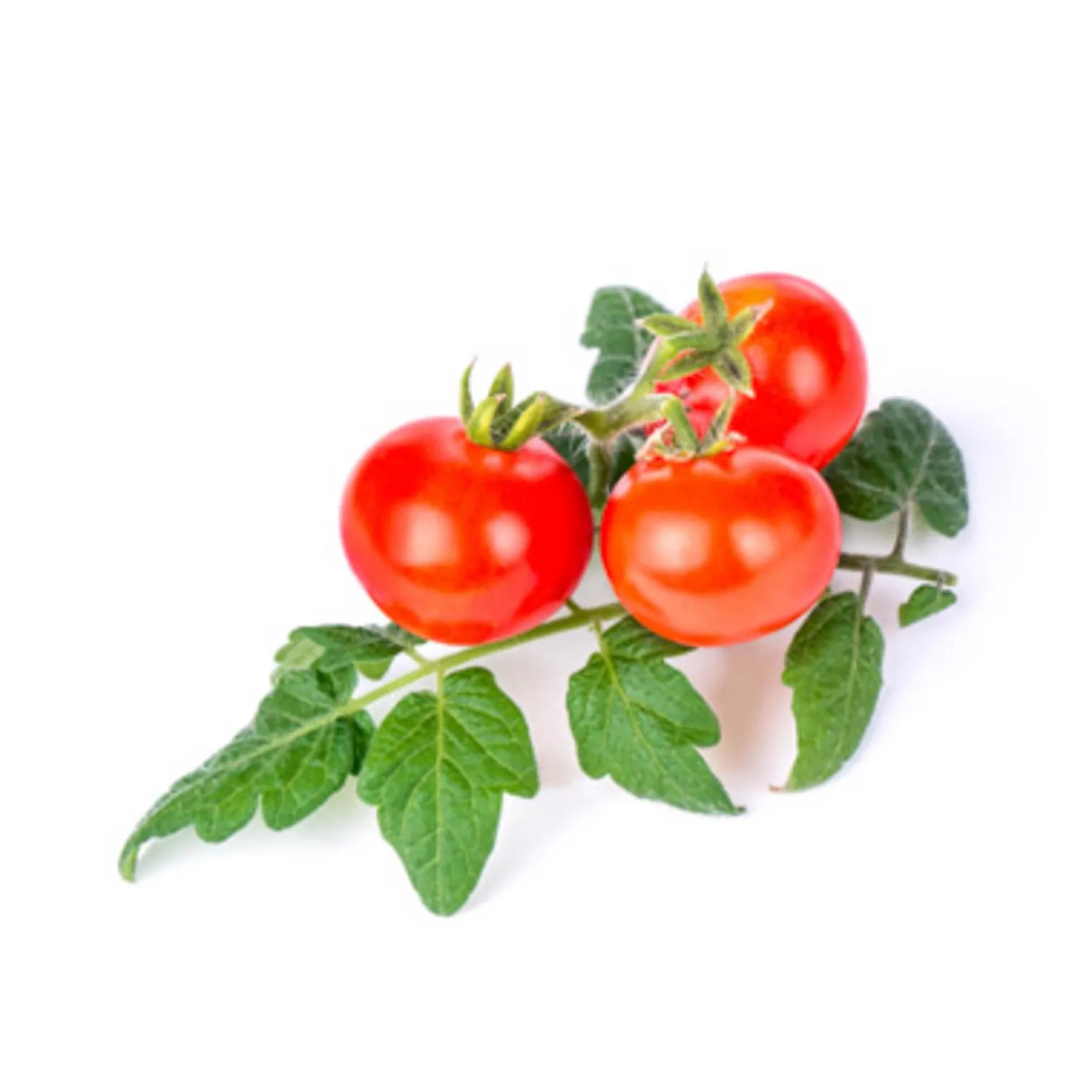 Discount Baby Vegetable Lingot Insert, Organic Mini Red Tomato Tableware Brands